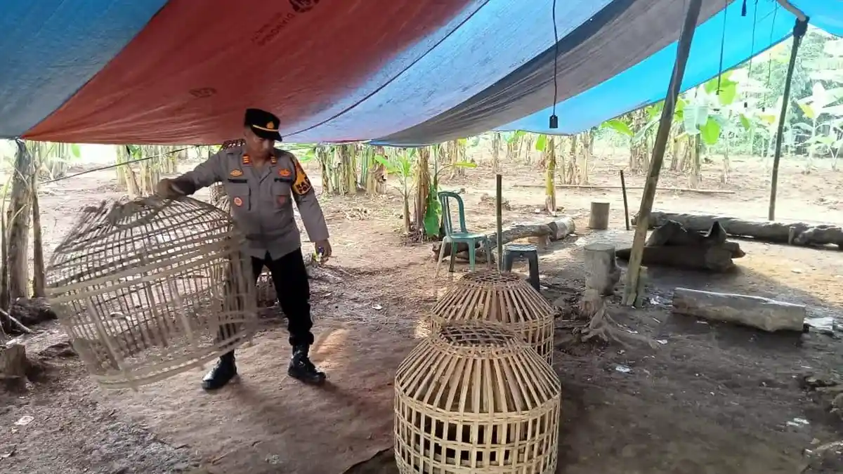 Polisi Gerebek Judi Sabung Ayam di Kajen Pekalongan, Ini Hasilnya