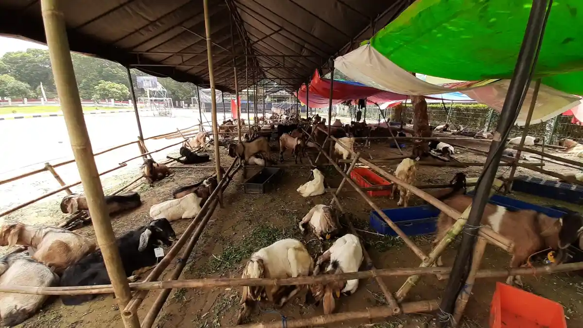 Keutamaan Berkurban di Hari Raya Idul Adha 1442 H, Yuk Siapkan Danamu