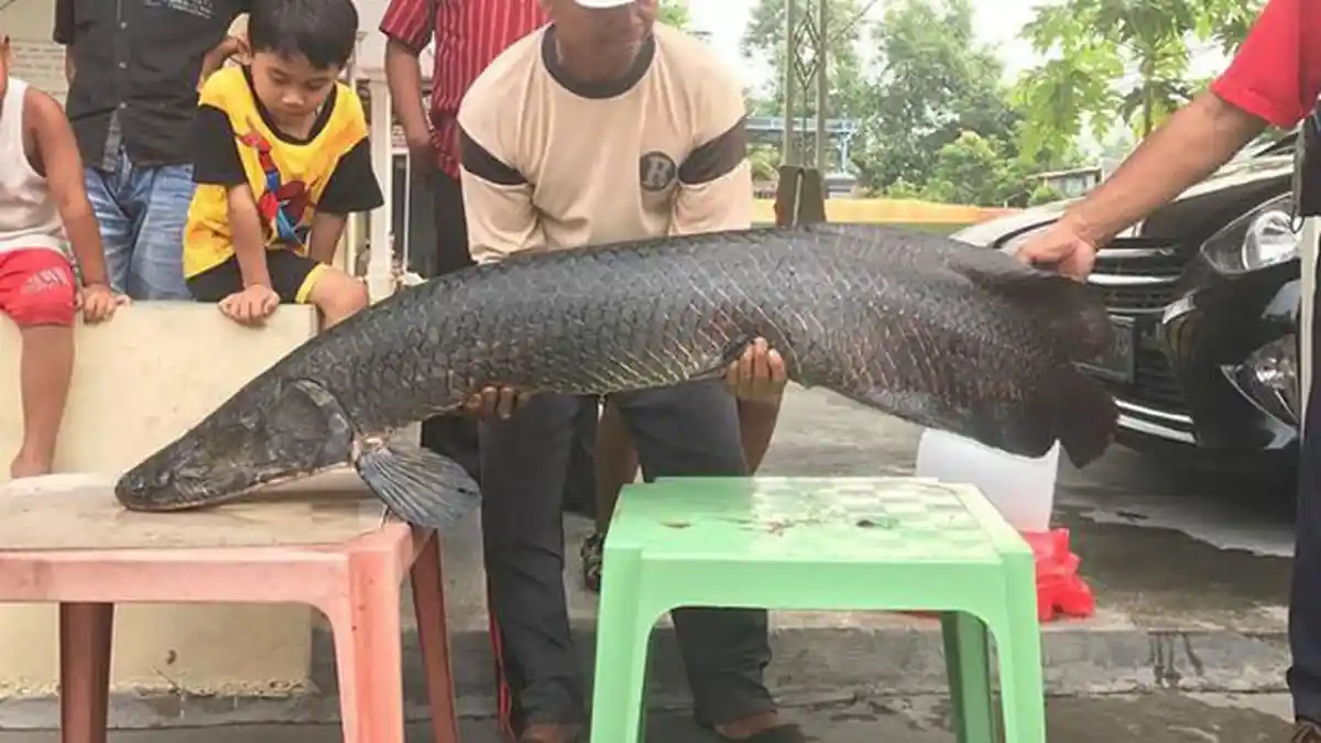 Tercatat Ada 13 Ekor Ikan Arapaima Gigas yang ditangkap, 3 Ekor Sudah Dikonsumsi Warga