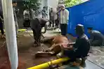 KPK Sembelih 8 Sapi, Daging Kurban Dibagikan kepada Warga Sekitar hingga Wartawan