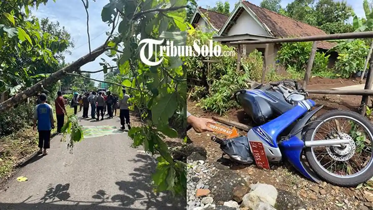 Kronologi Pemotor Asal Sukoharjo Tewas Usai Tertimpa Pohon Jati Tumbang di Ngadirojo Wonogiri