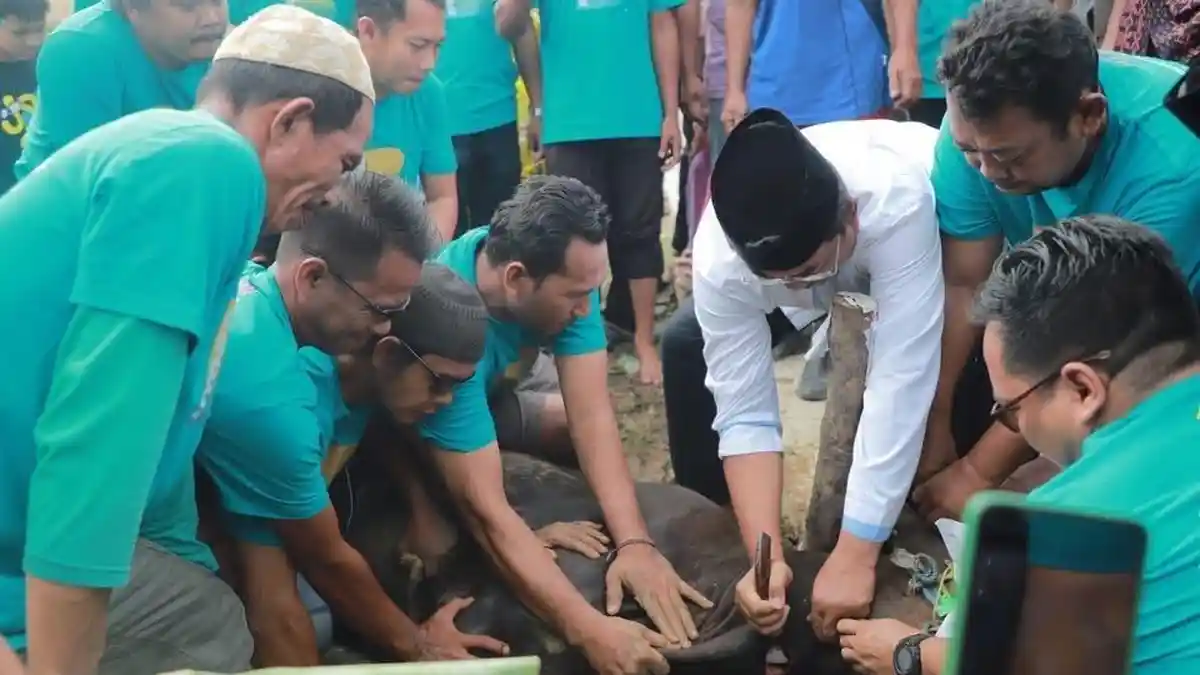 Pemkab Tanjabbar Jambi Sembelih 64 Hewan Kurban Serentak di Hari Raya Idul Adha