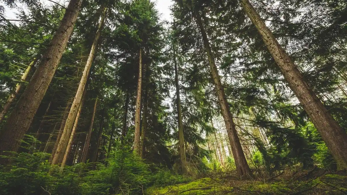 Hari Hutan Sedunia 21 Maret 2023: Sejarah, Tema hingga Twibbon