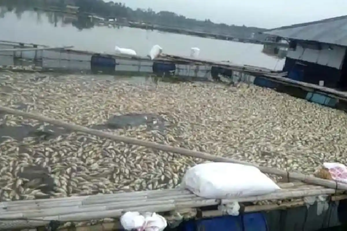 Ribuan Ikan Mati Diduga karena Gas Beracun, Petambak di Lampung Utara Rugi Miliaran Rupiah
