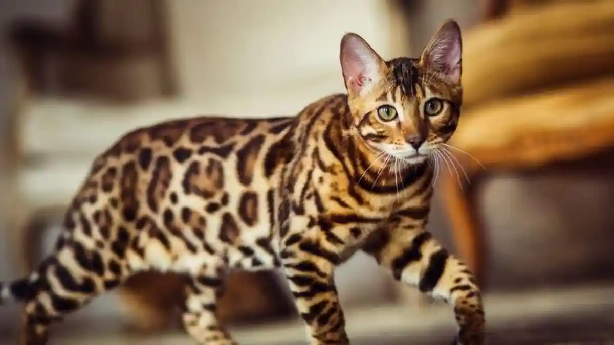 Fakta Unik 5 Ras Kucing Termahal di Dunia dan Cara Merawatnya, Ada yang Bernilai Rp 2 Miliar