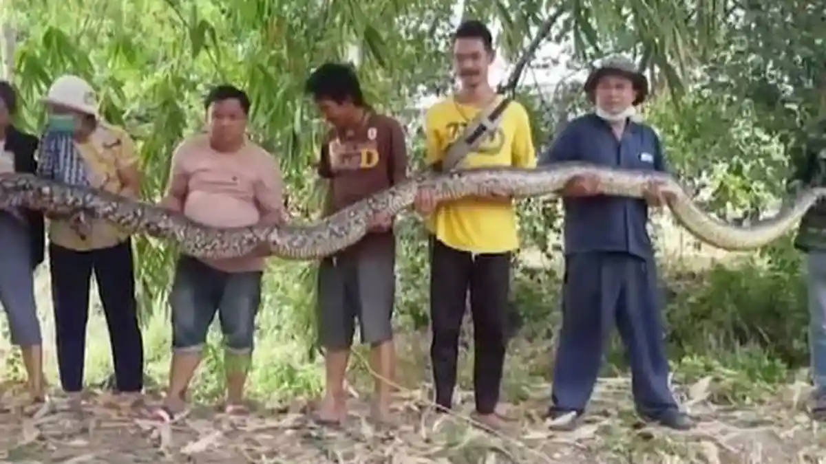 HEBOH, Ular Piton Raksasa Berhasil Ditangkap di Belakang Rumah Warga ...