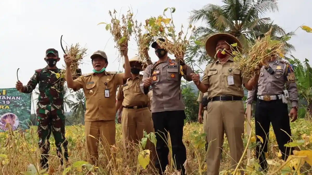 Petani di Kecamatan Susukan Banjarnegara Panen Raya Kedelai