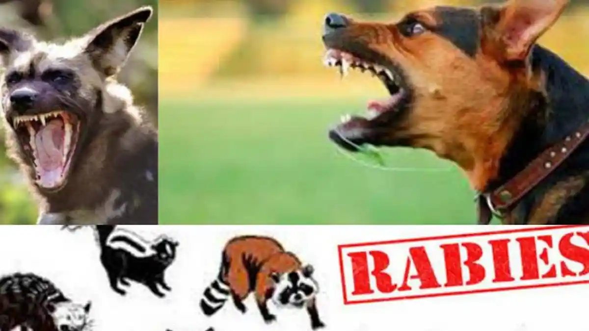 MENCEKAM! 21 Orang di NTT Terinfeksi Rabies, Penyakit Anjing Kian Ganas hingga Ada Korban yang Tewas