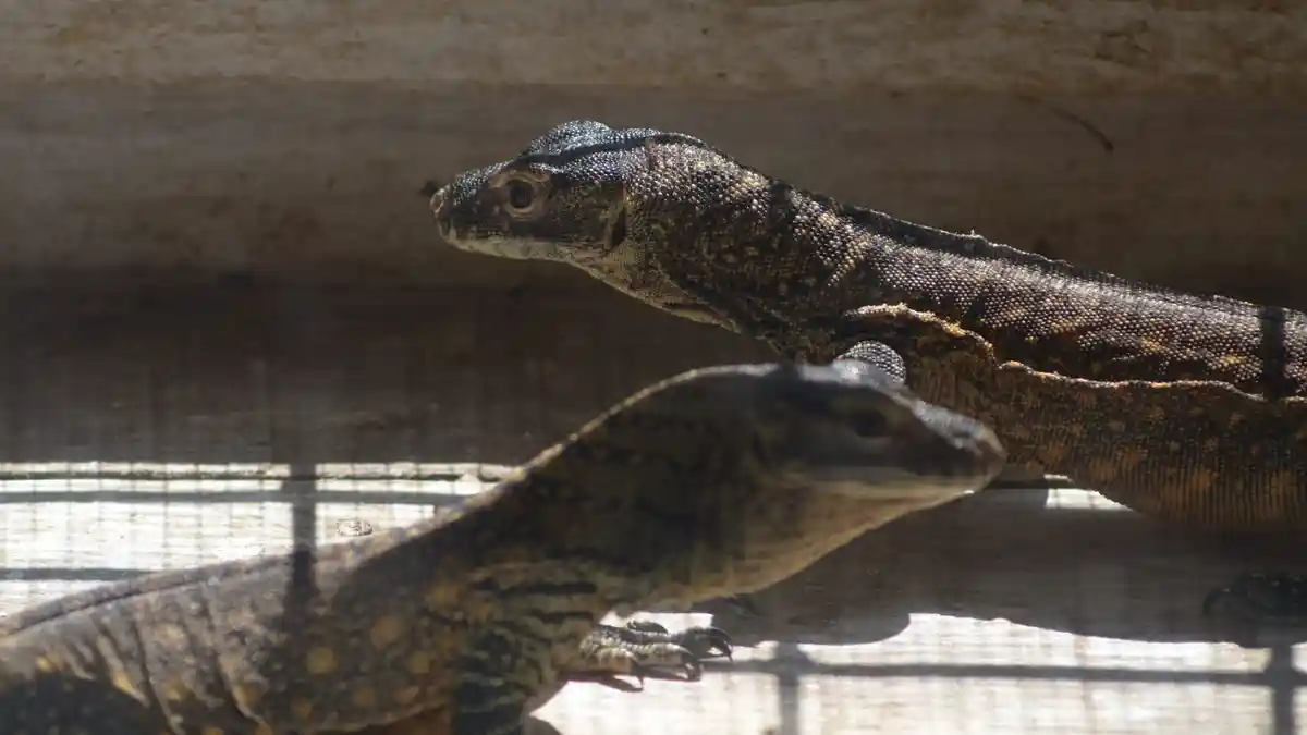 Anak Komodo Diselundupkan Melalui Jalur Laut