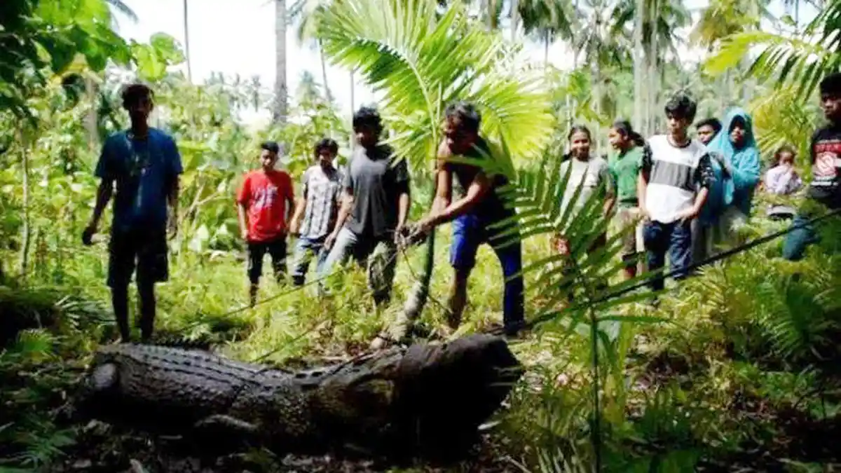 Warga Temukan Buaya 4 Meter di Perbukitan Jauh dari Sungai dan Rawa, Ini Penampakannya