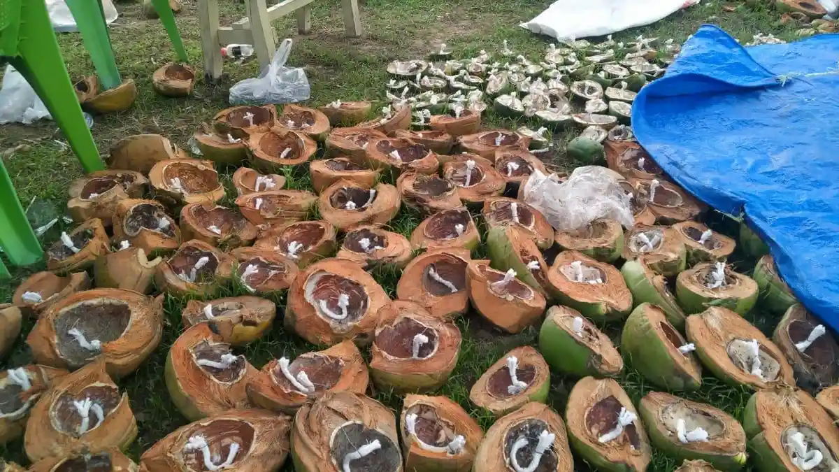 Batok Kelapa dan Pepaya jadi Wadah Tumbilotohe di Pohuwato Gorontalo