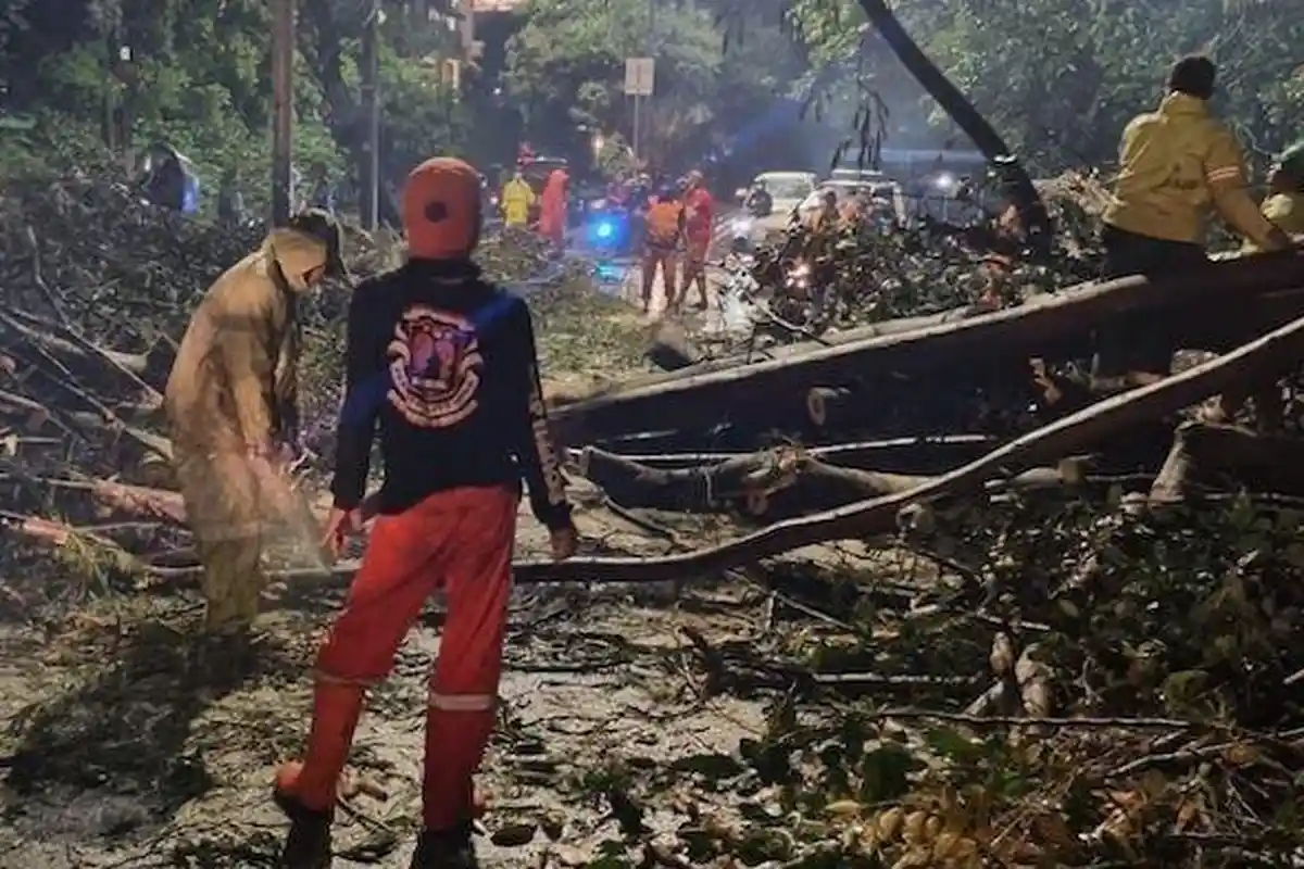 2 Pohon di Jakarta Timur Tumbang Akibat Angin Kennag,  Rumah Warga dan Kabel PLN Jadi Korban