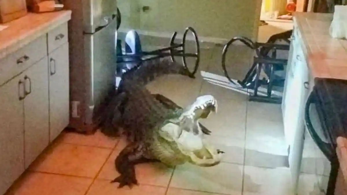 Terbangun Tengah Malam, Nenek Ini Kaget Temukan Buaya Bermain di Dapurnya