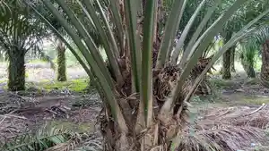 Pekan-Ini-Harga-TBS-Sawit-Mitra-Swadaya-Naik-di-Semua-Kelompok-Umur.jpg
