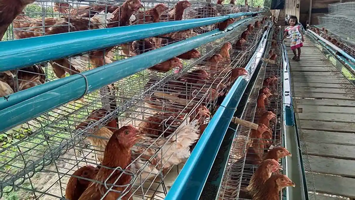 Saat Harga Telur Turun, Pakan Malah Naik, Peternak Ayam di Aceh Singkil Merugi
