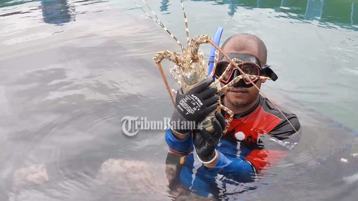 Ketersediaan Suplai Pakan Jadi Alasan Batam Kepri, Jadi Modeling Budidaya Lobster