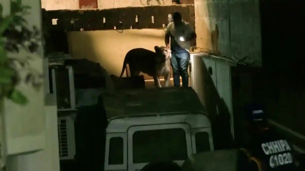 Dunia Hari Ini: Seekor Singa Lepas di Jalanan Padat Kota Karachi, Pakistan