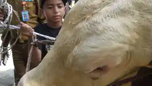 Hewan-Kurban-Prabowo-1314.jpg