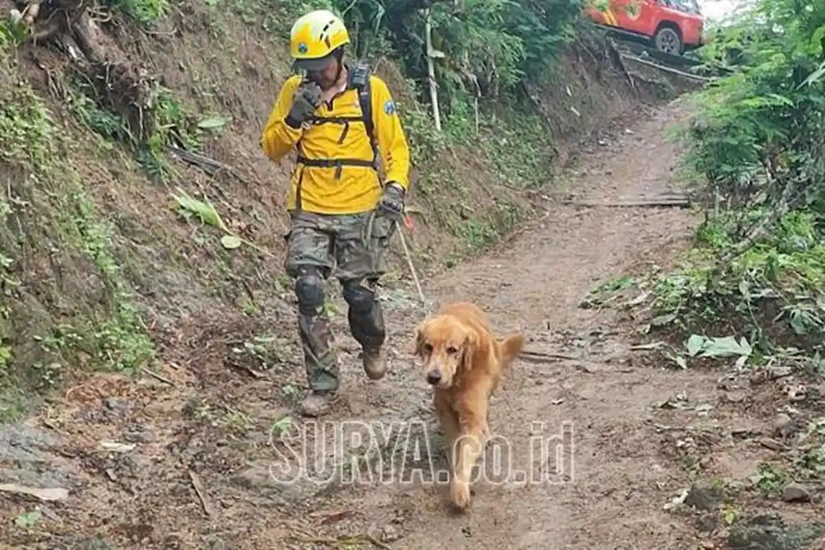 Alat Berat Tak Bisa Masuk, Anjing Pelacak Dikerahkan Cari 6 Korban Tanah Longsor Trenggalek