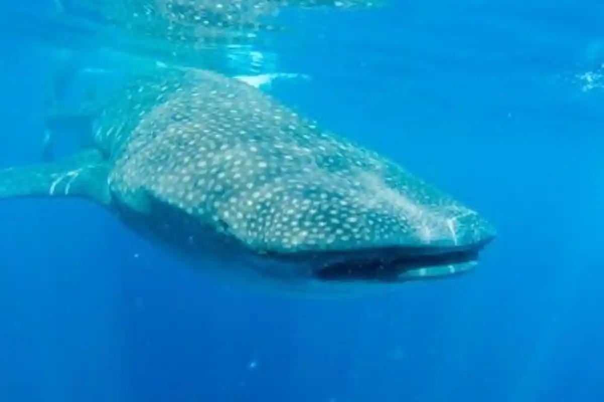 Lima Hewan Paling Panjang Umur, Ada yang Lebih dari 10.000 Tahun