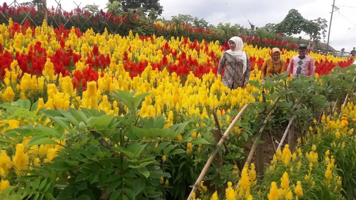 Gubernur Jatim, Khofifah Terpesona Aneka Bunga Di Agro Expo Banyuwangi
