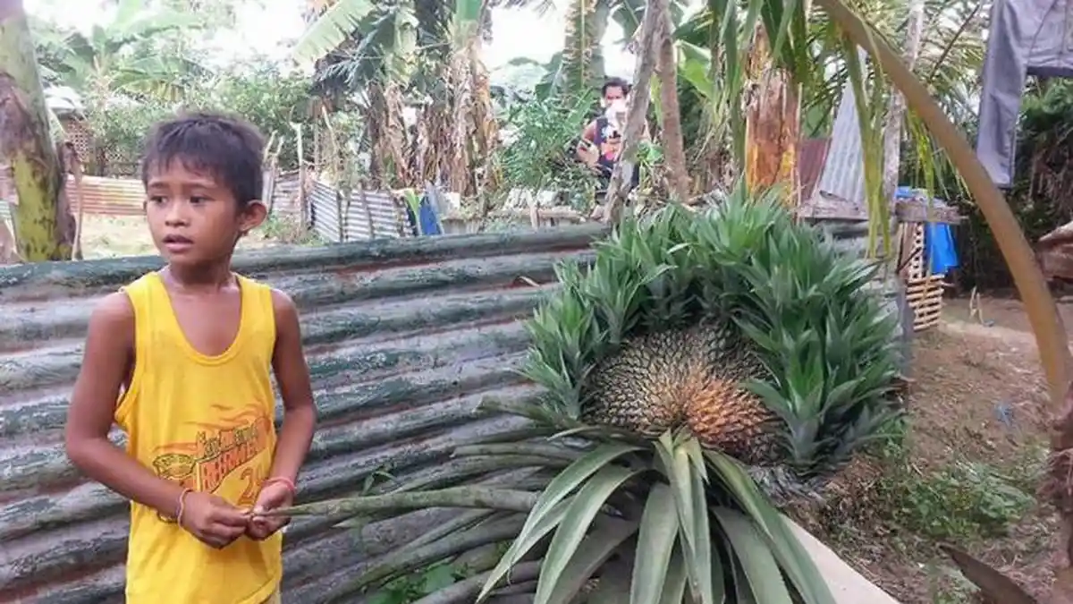Berbentuk tak Lazim, Pemilik Takut Makan Buah Ini