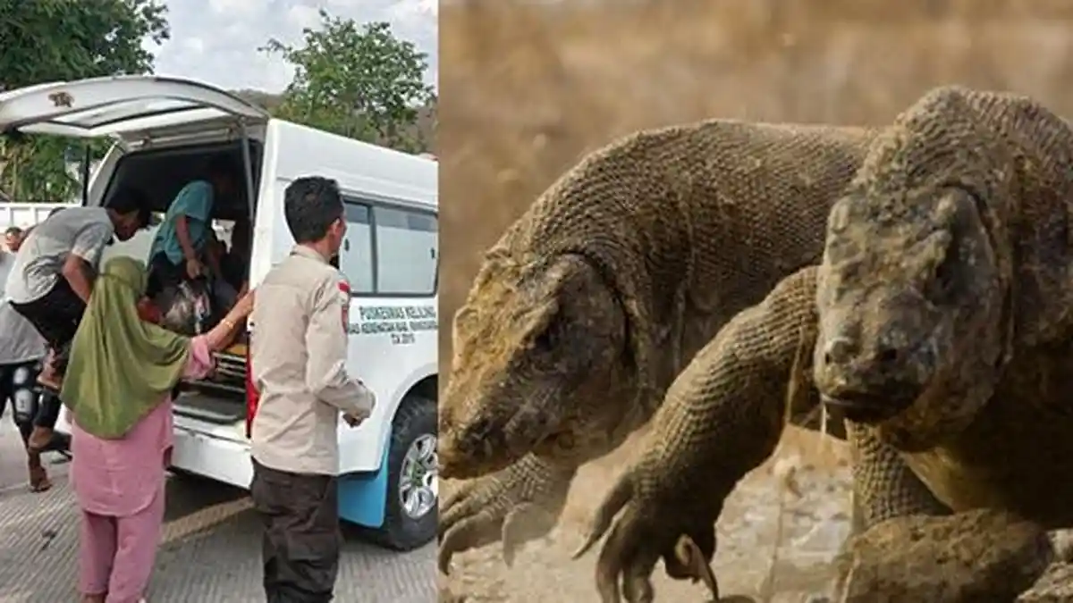 Komodo Masuk Pemukiman Serang IRT yang Jemur Ikan, Tangan hingga Urat Nadi Digigit, Begini Nasibnya