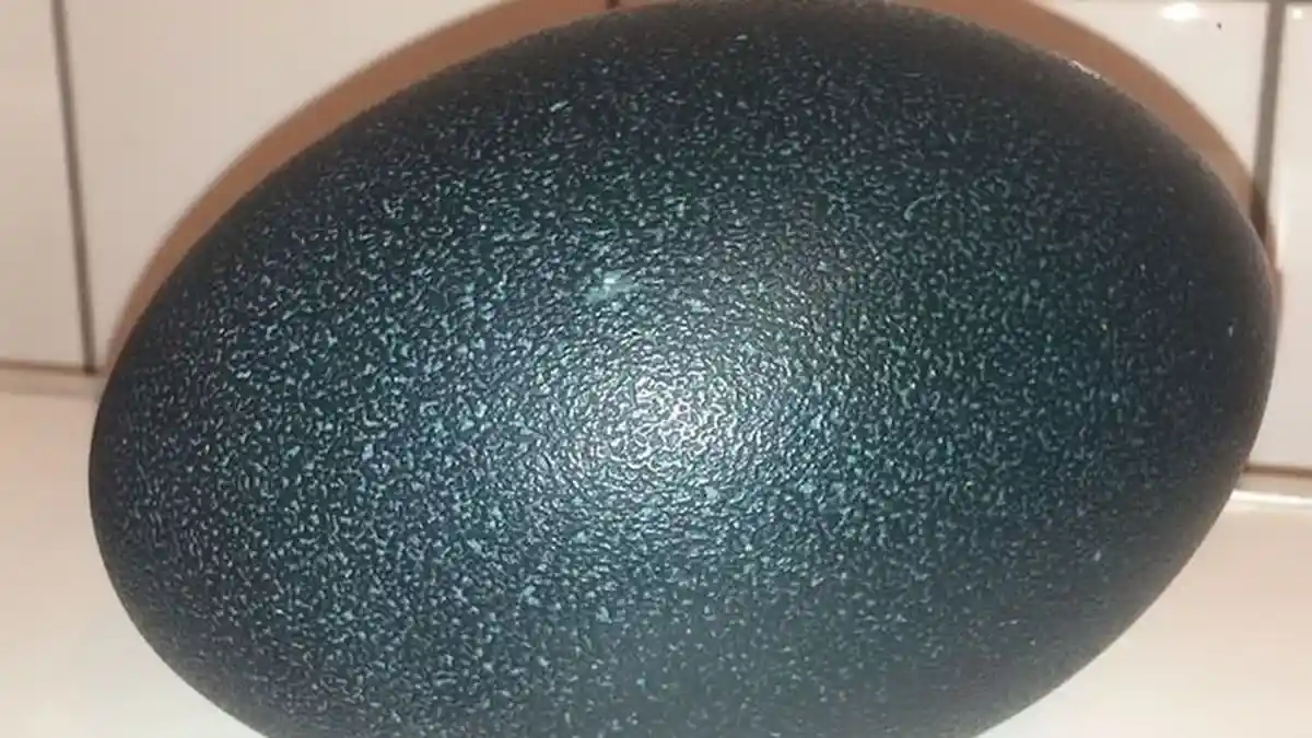 Wanita Beli Telur Rp 400 Ribu Secara Online, Saat Menetas Langsung Bahagia, Hewan Ini yang Keluar