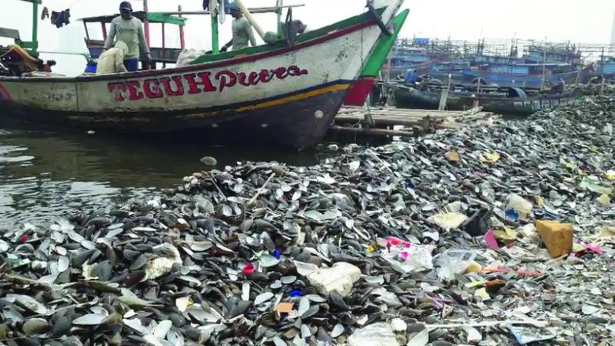 Kerang Hijau Berbahaya Bisa Picu Kanker karena Tercemar Logam Berat