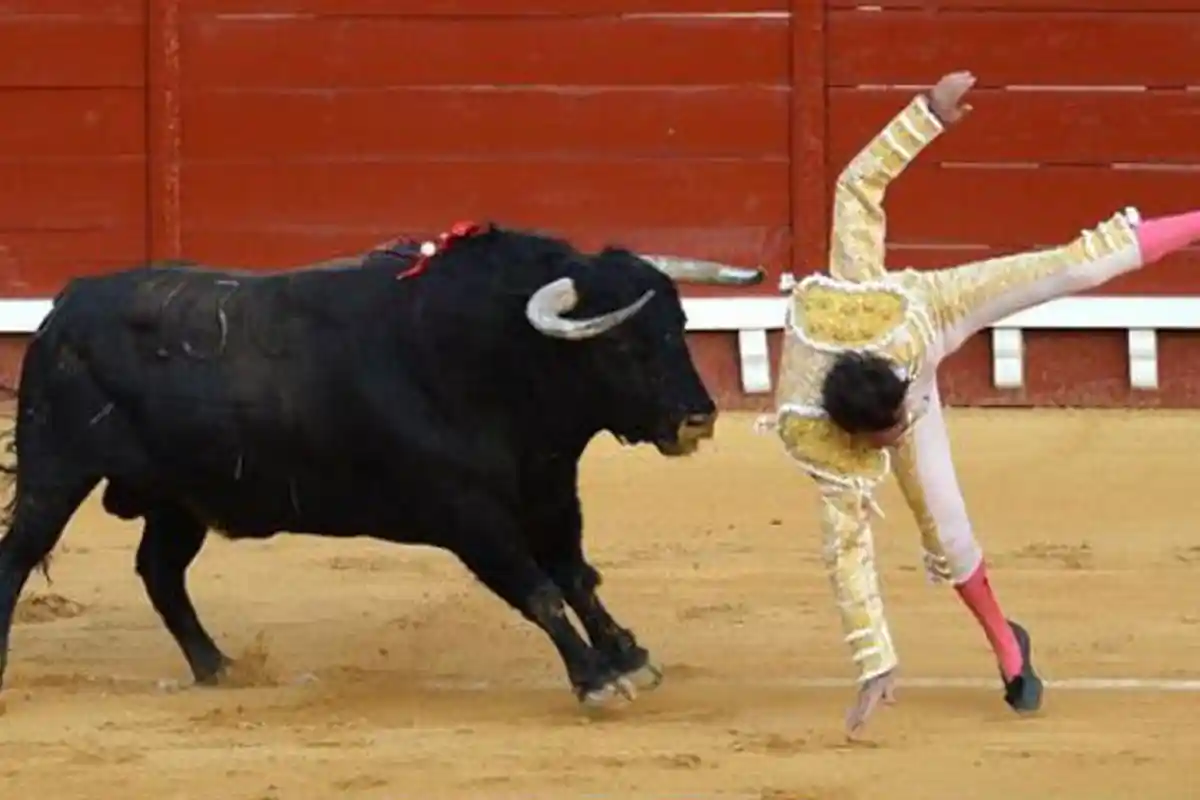 Banteng Mengamuk dan Menanduk Bagian Pantat Matador Hingga Terlempar ke Udara