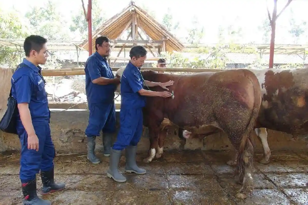 Tips Memilih Hewan untuk Kurban yang Sehat dan Ideal