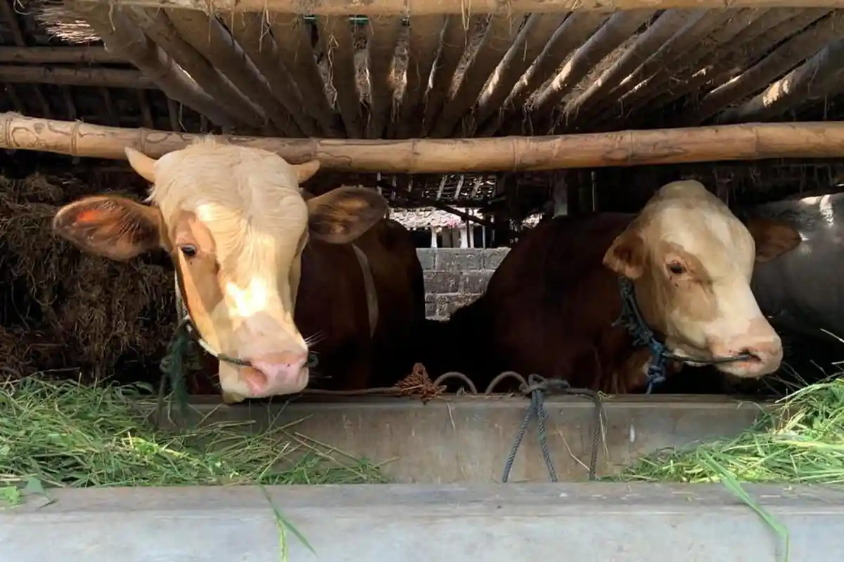 Cerita Peternak di Ngemplak Sleman di Masa Wabah PMK, Sedih Sapinya Tidak Mau Makan