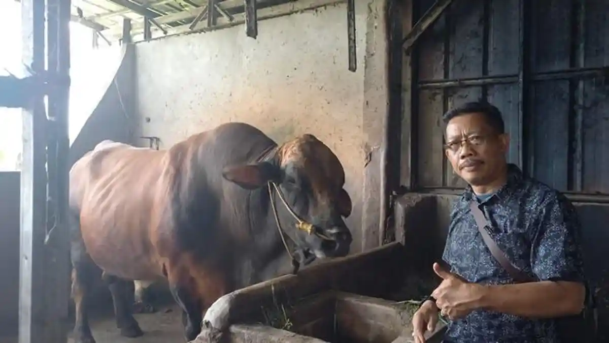 Penampakan Sapi Presiden Prabowo untuk Warga OKU Timur Sumsel, Jenis Limosin Berbobot 930 Kg