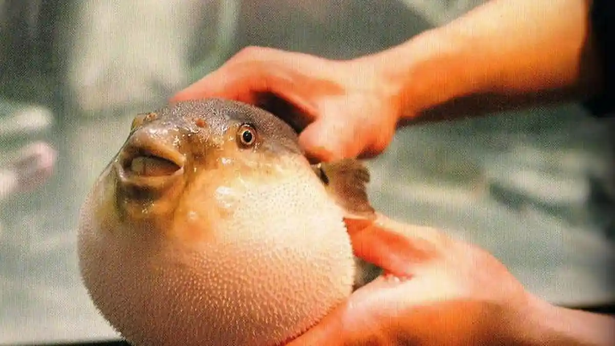 Bahaya! Yuk Mengenal Kadar Racun Hingga Cara Mengolah Ikan Buntal yang Baik dan Benar
