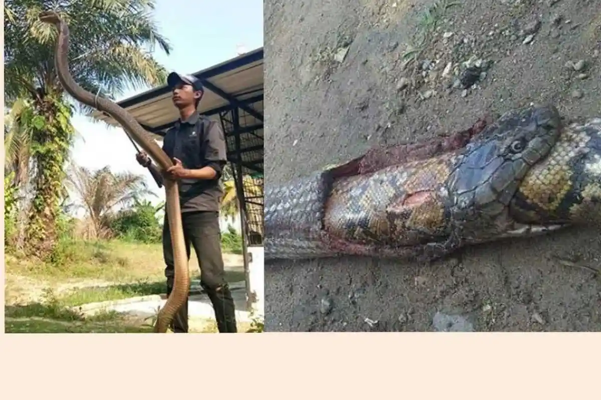 Fakta-fakta Ular Kobra Berbisa Telan Ular Piton, Mati dengan Satu Gigitan, Mampu Lumpuhkan Gajah