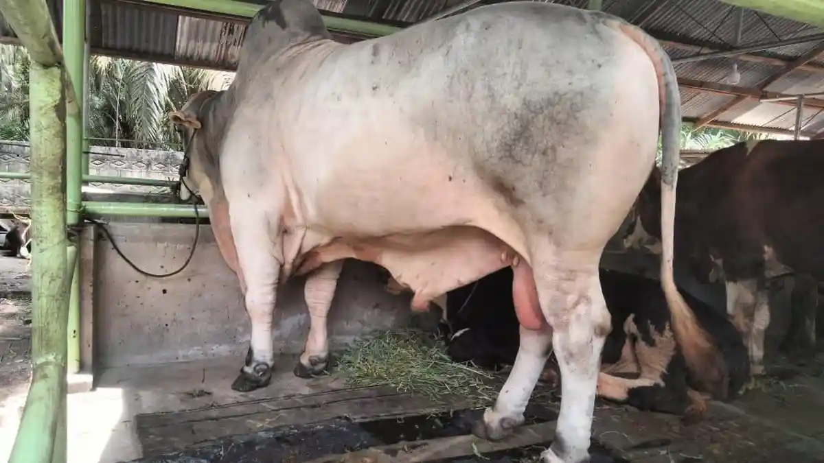 Inilah Sapi Calon Kurban Presiden Prabowo untuk Kampar Riau, Bobot 800 Kg