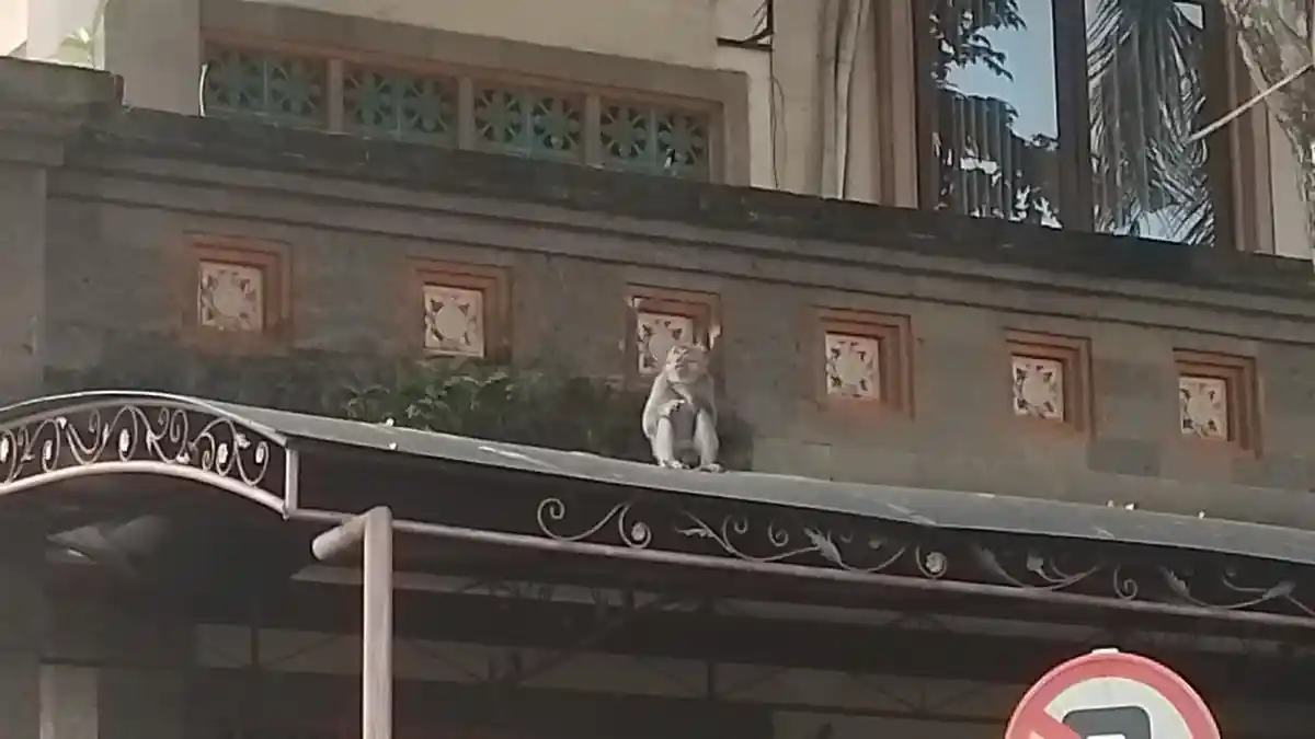 Monyet Liar Masuk ke Kantor Pemerintahan di Gianyar, Diduga Tinggal di Gedung DPRD