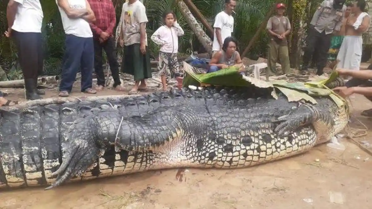 Teror Buaya, Warga Dibikin Resah, Kerap Santap Hewan Ternak dan Juga Muncul di Sekolah