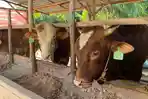 20260506_sapi-limosin.jpg
