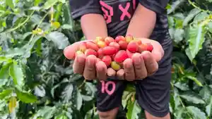 Kopi-Arabika-Gayo-jenis-Cherry-atau-gelondong.jpg