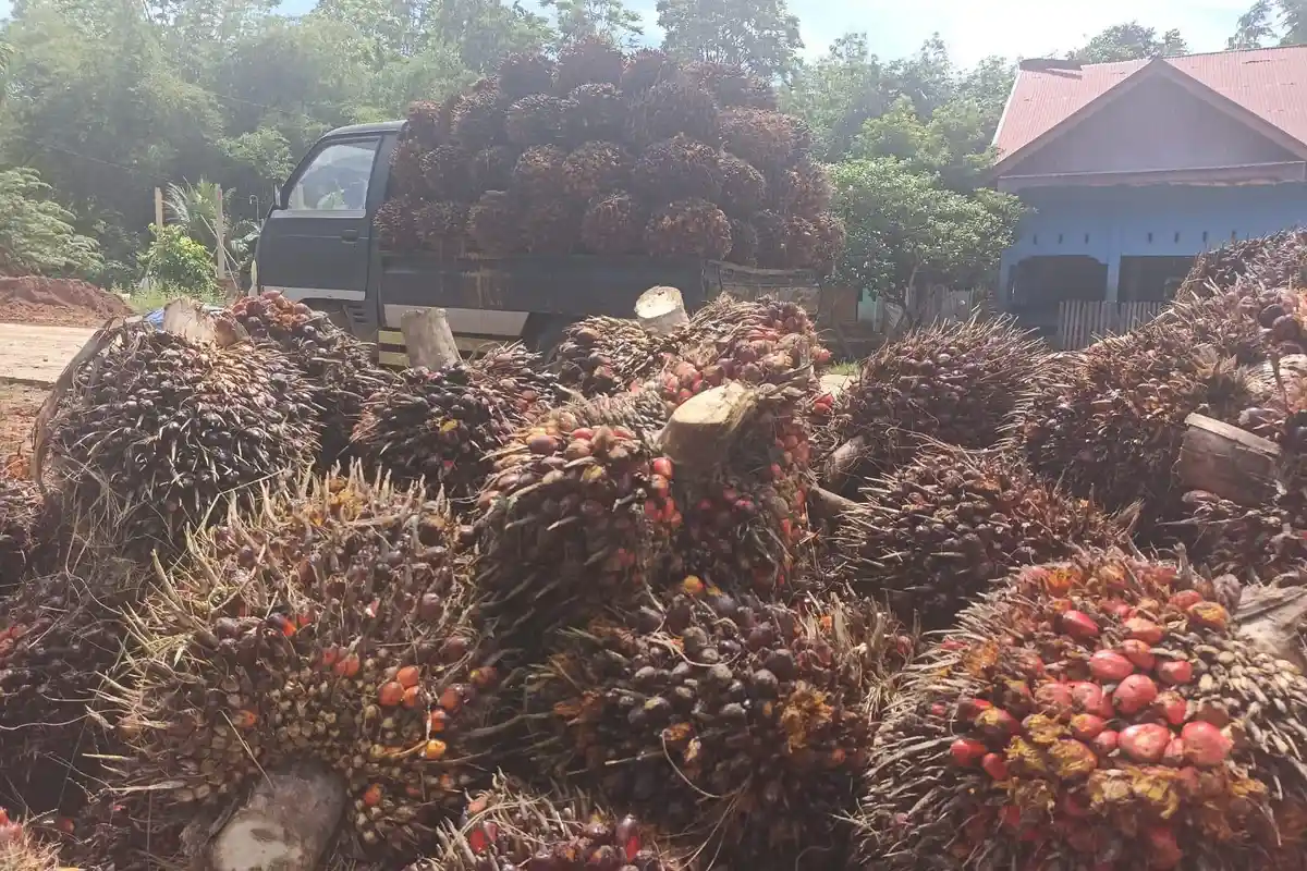 Harga TBS Sawit di Bengkulu Tengah Hari Ini Minggu 29 Mei 2022, Tertinggi Rp 1.810 per Kilogram