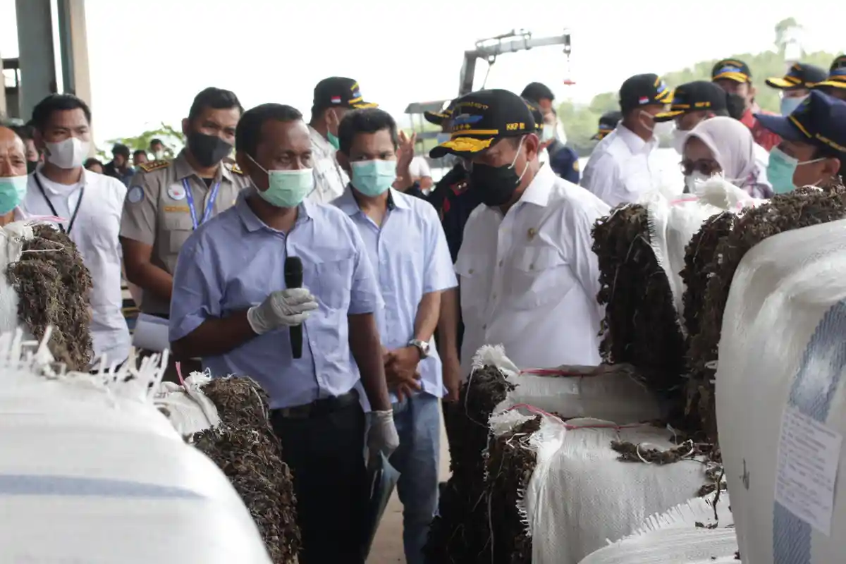 Ekspor Rumput Laut Kering dari Batam Melonjak Drastis, Sejak Januari 2021 Capai 506 Ton