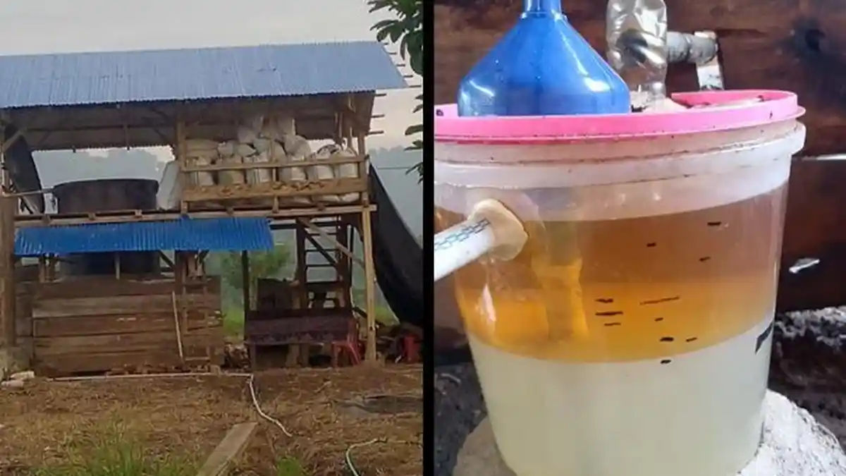 Info Terbaru Harga Minyak Nilam di Minsel Sulawesi Utara Jumat 9 Januari 2026