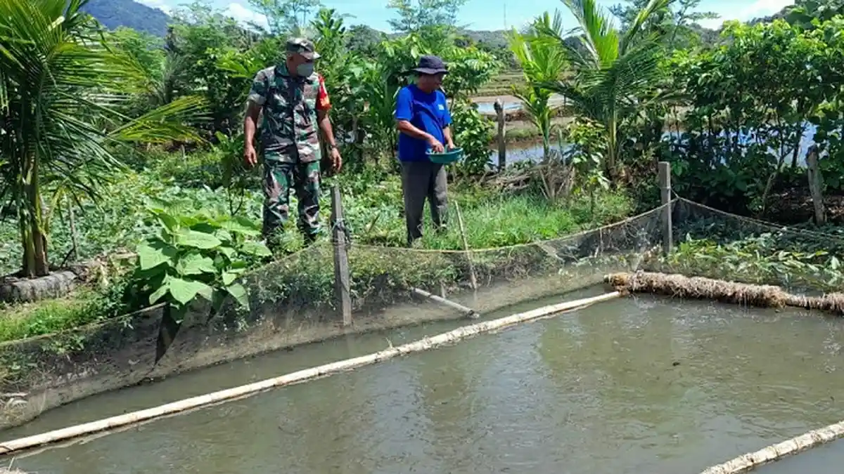 Babinsa Sawang Bantu Pembudidaya Ikan Air Tawar