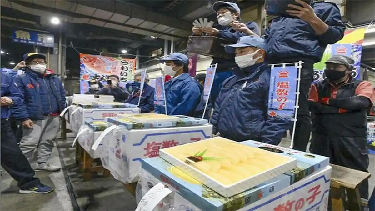 Di Hokkaido Jepang, Kazunoko Terlelang Rp 1.240.000 per Kilogram