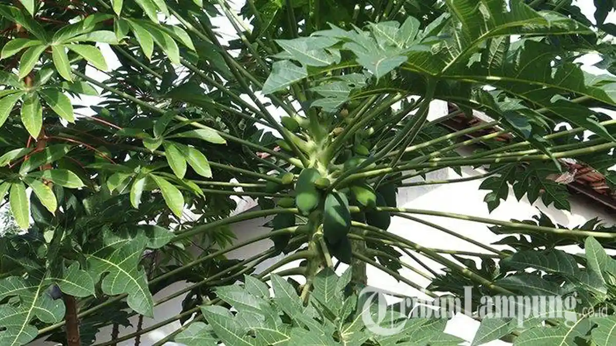 Manfaat Daun Pepaya, Jadi Obat Pembasmi Hama yang Aman