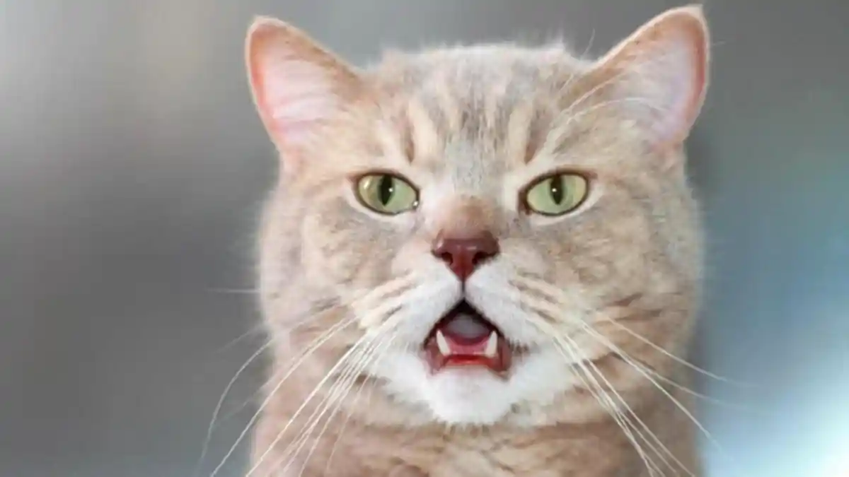 Mengapa Kucing Sering Terlihat Mulutnya Sedikit Terbuka? Ini Alasannya