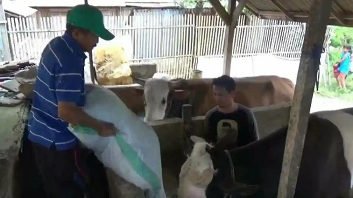Namanya Mike Tyson, Sapi Kurban Jokowi Ini Berbobot 1 Ton, Harganya Segini