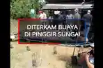 gadis-kalimantan-diterkam-hidup-hidup-buaya-saat-mandi-di-sungai-korban-sempat-teriak.jpg