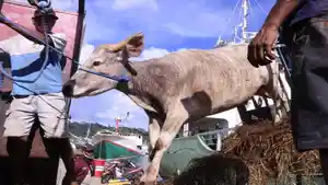 Sapi-ternak-kurban.jpg